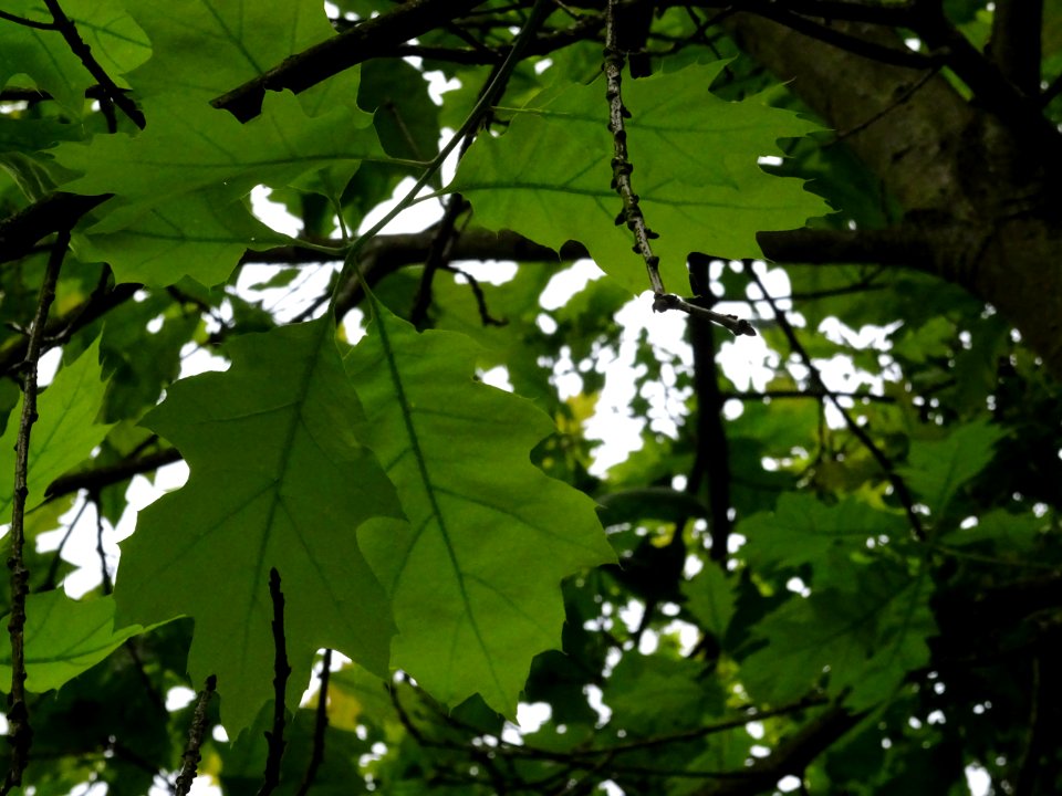 Chêne à feuilles de forme différentes, Quercus heterophyll… 
