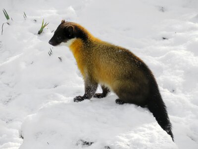Carnivores cute fast blow