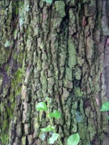 Ecorce de l'Aulne de Corse ou Aulne à feuilles en coeur, A… 