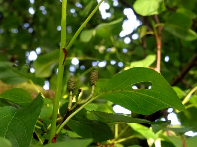 Feuilles et châtons femelles arrondis de l'Aulne de Corse … 