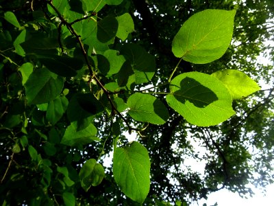Feuilles de l'Aulne de Corse ou Aulne à feuilles en coeur,… 