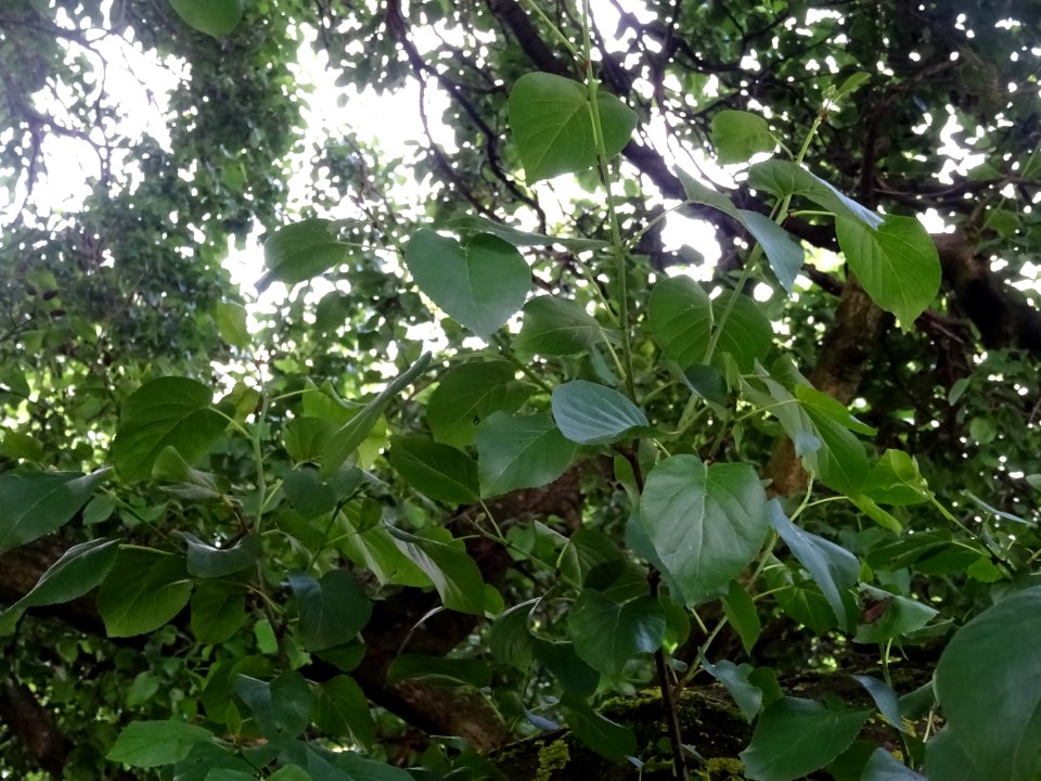 Feuilles de l'Aulne de Corse ou Aulne à feuilles en coeur,… 