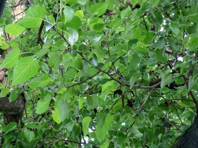 Feuilles et fruits (châtons femelles matures) et châtons m… 