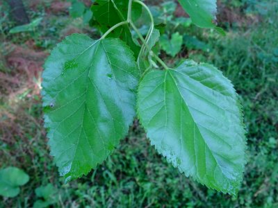 Feuilles ovales acuminées du Mûrier blanc, Morus alba, Mor… 