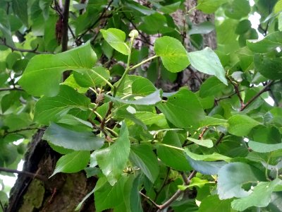 Feuilles de l'Aulne de Corse ou Aulne à feuilles en coeur,… 
