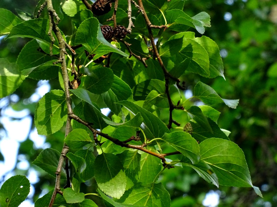 Feuilles et fruits de l'Aulne de Corse ou Aulne à feuilles… 