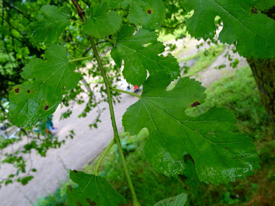 Feuilles lobées du Mûrier blanc, Morus alba, Moracées 