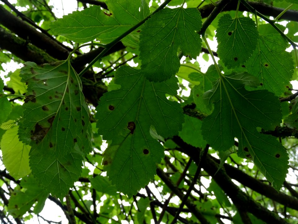 Feuilles lobées du Mûrier blanc, Morus alba, Moracées 
