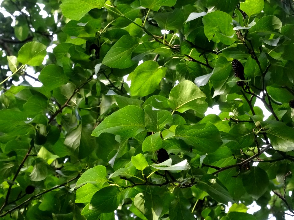 Feuilles et fruits de l'Aulne de Corse ou Aulne à feuilles… 