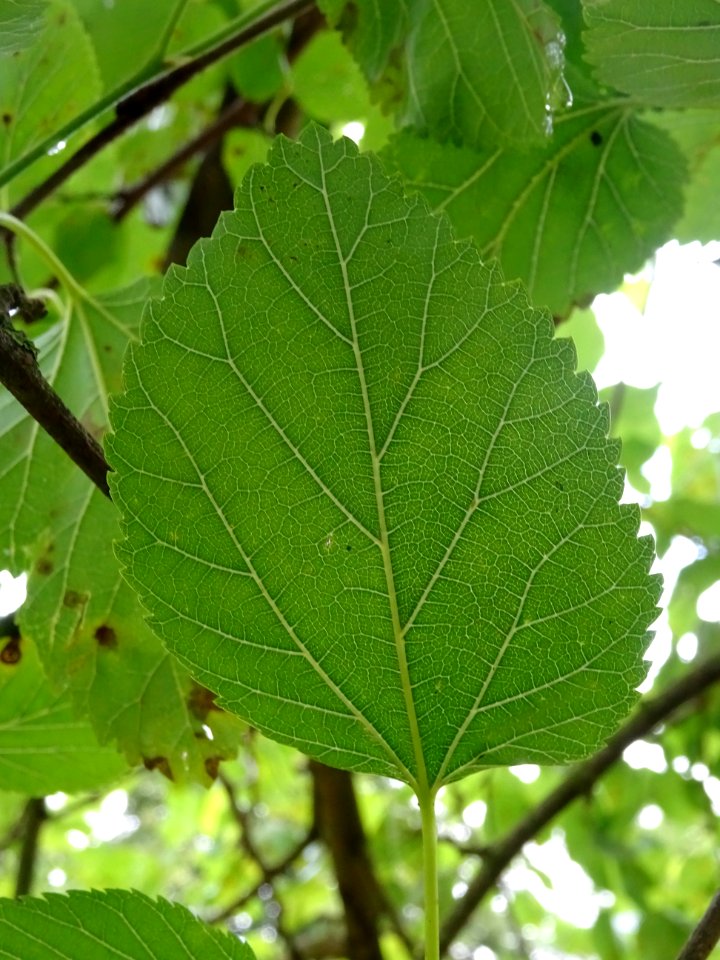 Feuille simple ovale acuminée du Mûrier blanc, Morus alba,… 