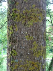 Tronc du Frêne à feuilles étroites, Fraxinus angustifolia,… 