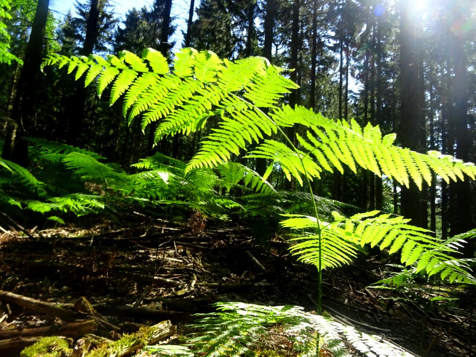 Fougère dans la Forêt Domaniale de Verzy, Verzy, Marne 
