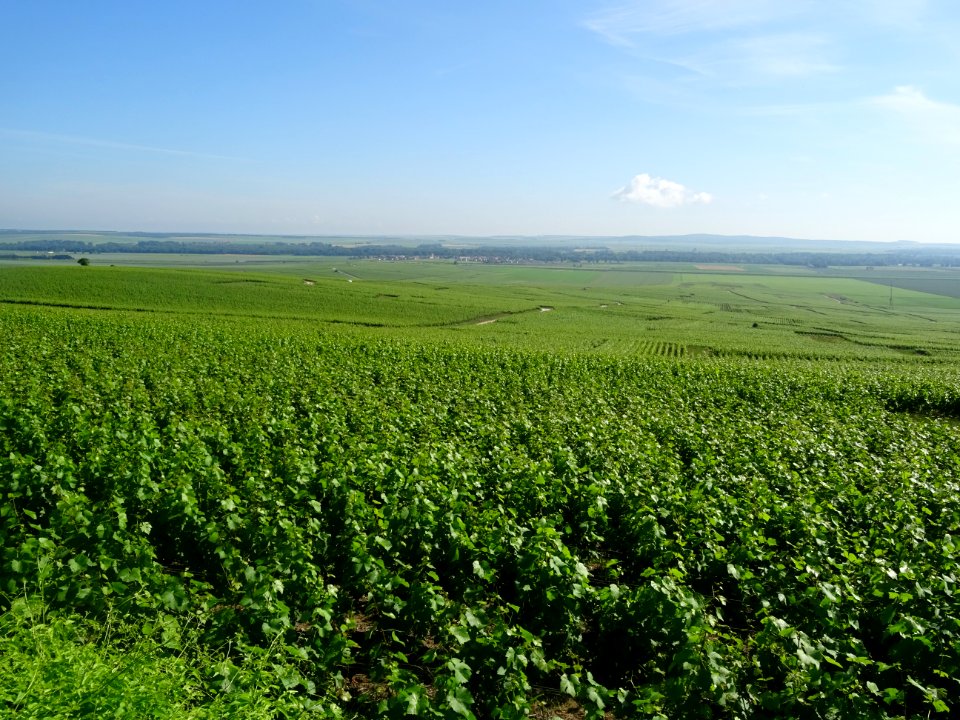 Vignes à perte de vue, Verzy, Marne 