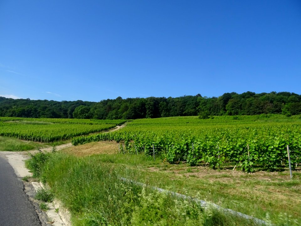 Vignes et forêts, avant Verzy, Marne 