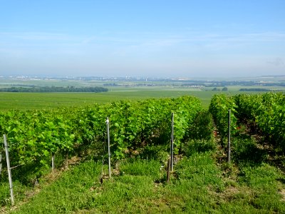 Les vignes entre Ludes et Mailly-Champagne, Marne 