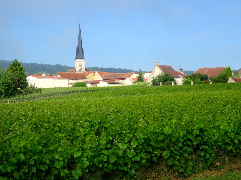 Vignes, maisons et église Saint-Pierre-Saint-Paul, Chamery… 