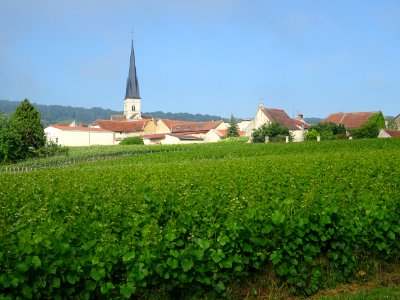 Vignes, maisons et église Saint-Pierre-Saint-Paul, Chamery… 