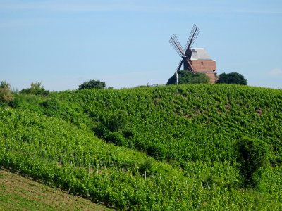 Vignes et moulin de Verzenay, Verzenay, Marne photo