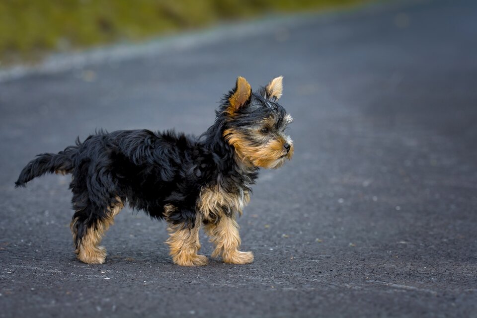 Yorkshire terrier puppy small dog purebred dog photo