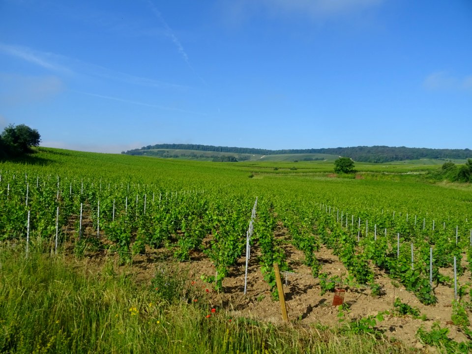 Sur la Route touristique du Champagne, vignes entre Sacy… 