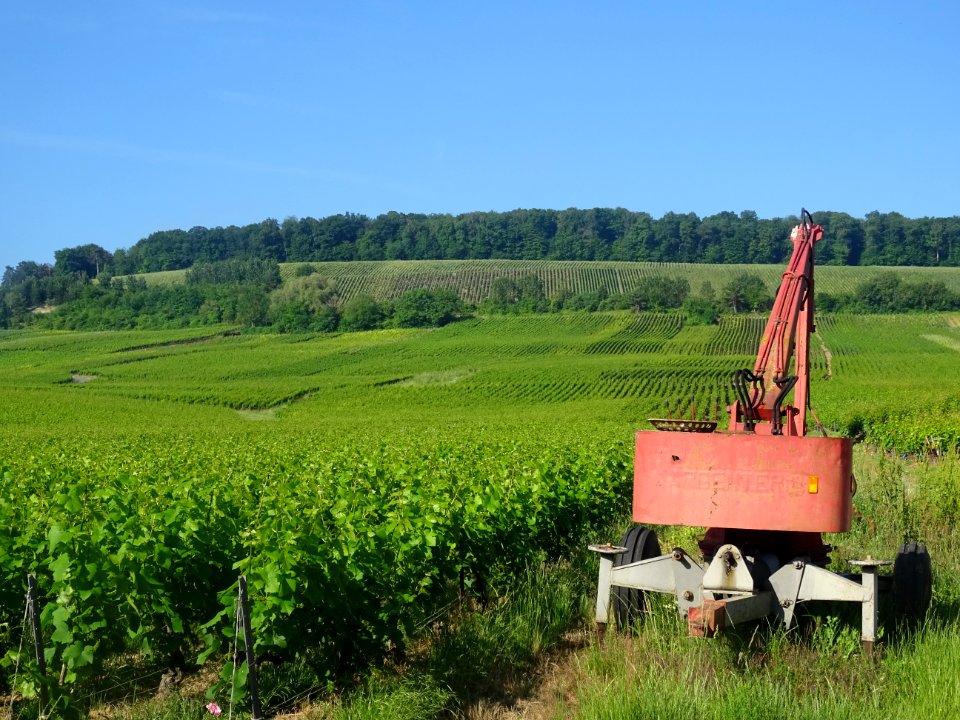 Vignes, Ecueil, Marne 