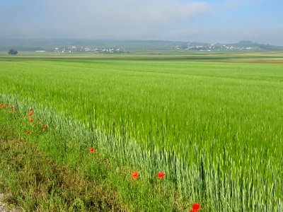 Coquelicot, Papaver rhoeas, Papaveracées 