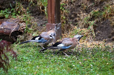 Feather plumage doubles photo