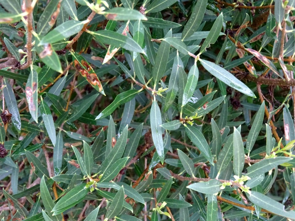 Filaire à feuilles étroites, Phillyrea angustifolia, Oléac… 