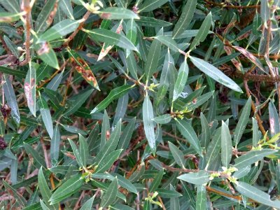 Filaire à feuilles étroites, Phillyrea angustifolia, Oléac… 