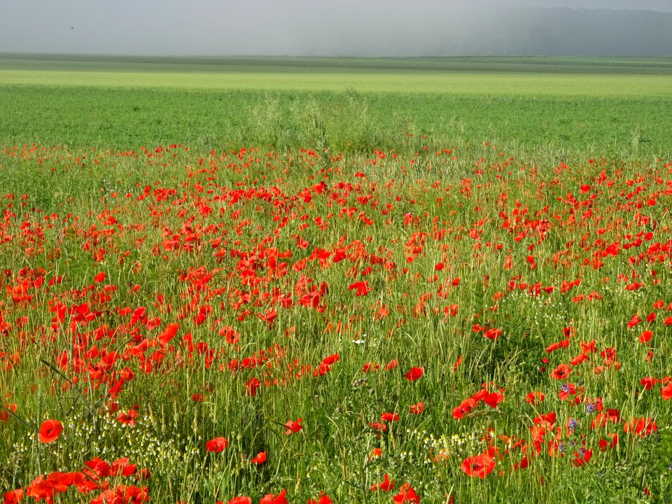 Champ envahi de coquelicots, entre Bezannes et Sacy, Marne… 