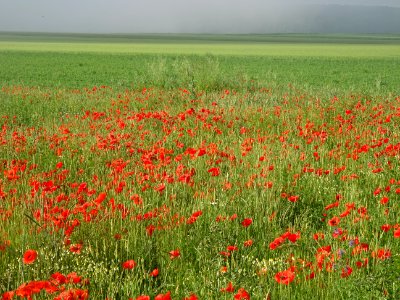 Champ envahi de coquelicots, entre Bezannes et Sacy, Marne… 