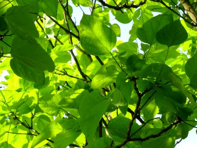 Feuilles du Catalpa commun ou arbre aux haricots, Catalpa … 
