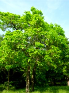 Feuilles et fruits mûrs du Catalpa commun ou arbre aux har… 