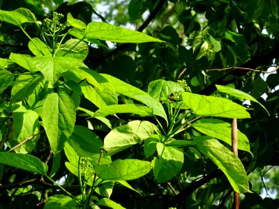 Inflorescences et feuilles du Catalpa commun ou arbre aux … 