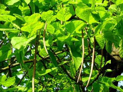 Feuilles et fruits mûrs du Catalpa commun ou arbre aux har… 