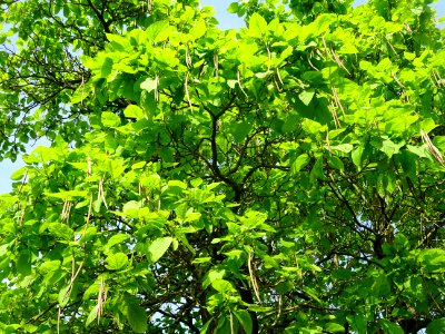 Feuilles et fruits mûrs du Catalpa commun ou arbre aux har… 