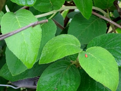 Viorne lantane ou Viorne mancienne ou Cochène, Viburnum la… 
