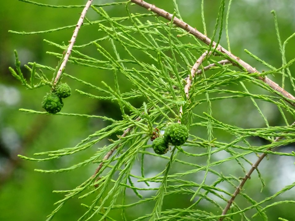 Feuilles et fruits immatures du Cyprès chauve des marécage… 