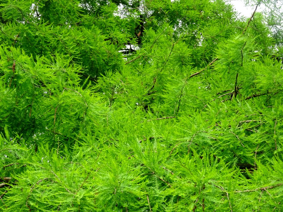 Feuilles du Cyprès chauve des marécages, Taxodium distichu… 
