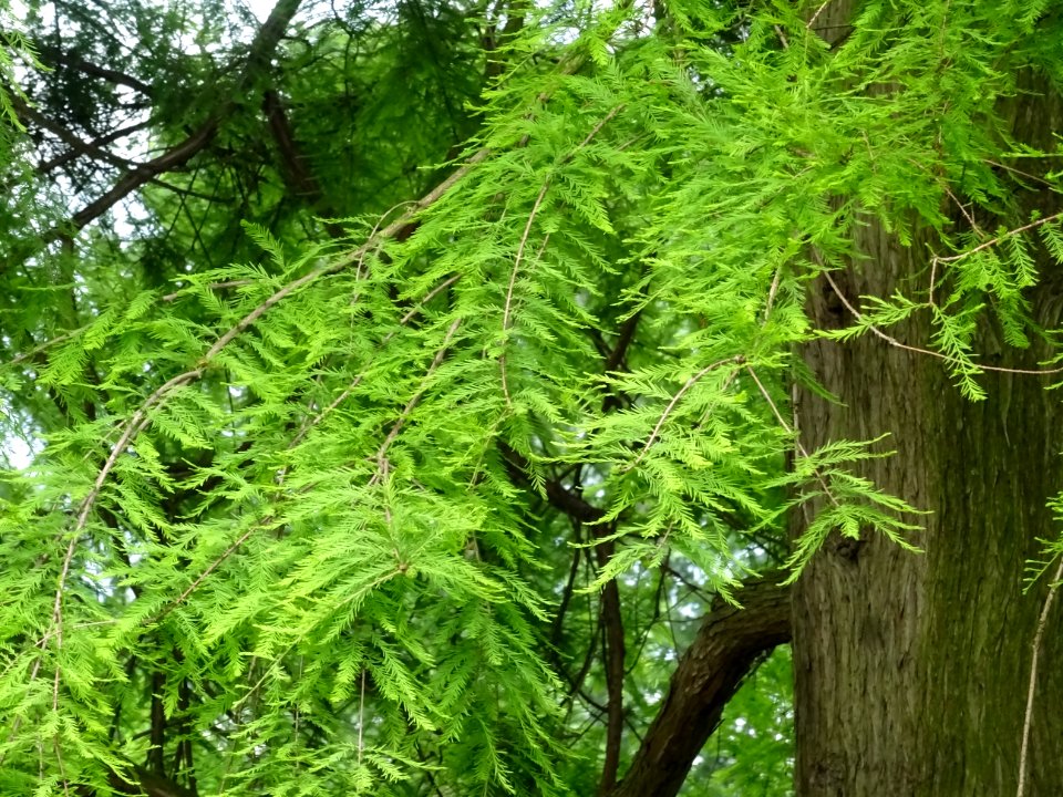 Feuilles du Cyprès chauve des marécages, Taxodium distichu… 
