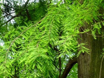 Feuilles du Cyprès chauve des marécages, Taxodium distichu… 