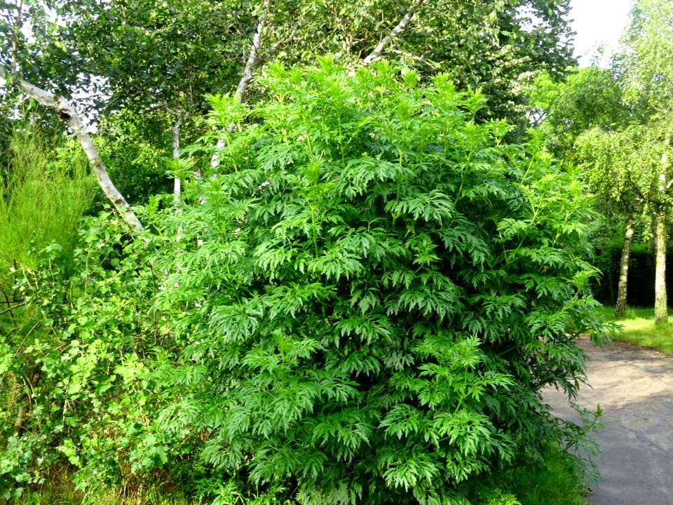 Armoise commune, Artemisia vulgaris, Astéracées 