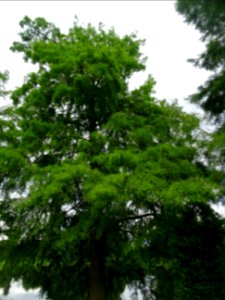 Cyprès chauve des marécages, Taxodium distichum, Taxodiacé… 