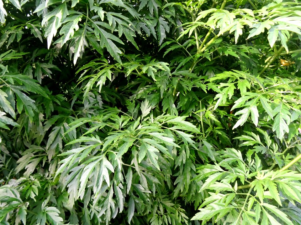 Armoise commune, Artemisia vulgaris, Astéracées 