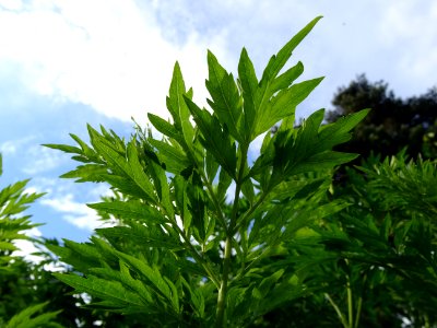 Armoise commune, Artemisia vulgaris, Astéracées 