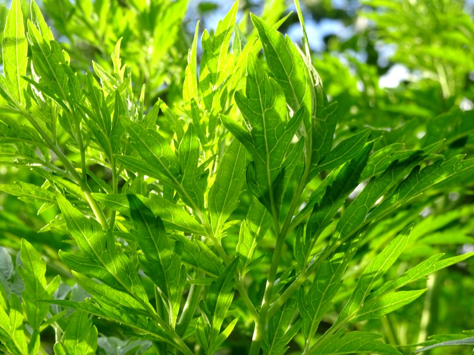 Armoise commune, Artemisia vulgaris, Astéracées 