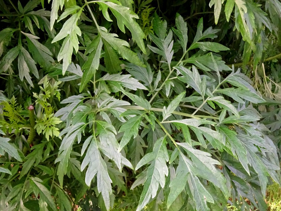 Armoise commune, Artemisia vulgaris, Astéracées 