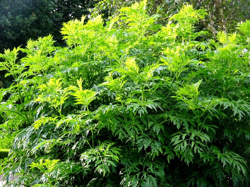 Armoise commune, Artemisia vulgaris, Astéracées 