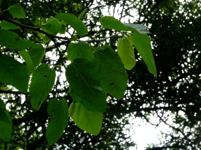 Feuilles ovales acuminées du Mûrier blanc, Morus alba, Mor… 