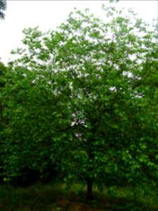 Mûrier blanc, Morus alba, Moracées 